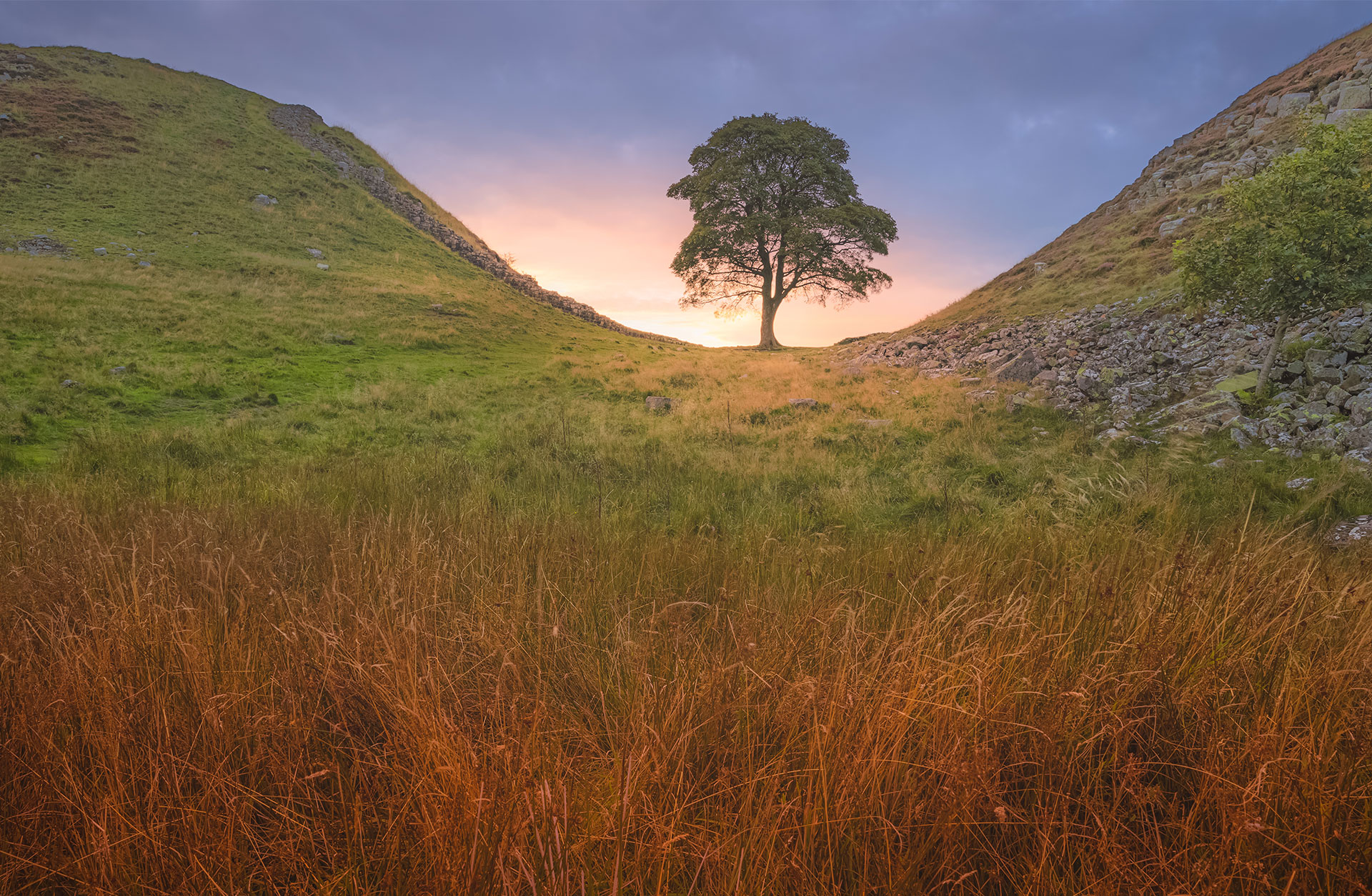 Fotografi av Sycamore Gap i England. Ett vackert träd i en dalgång.